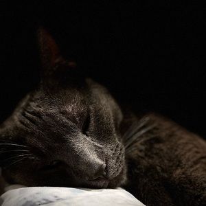 Meet your Posher, Kiwi